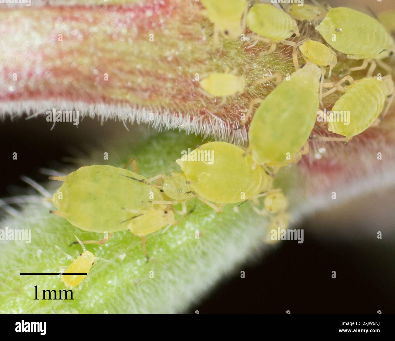Aphis nasturtii -Fotos und -Bildmaterial in hoher Auflösung – Alamy