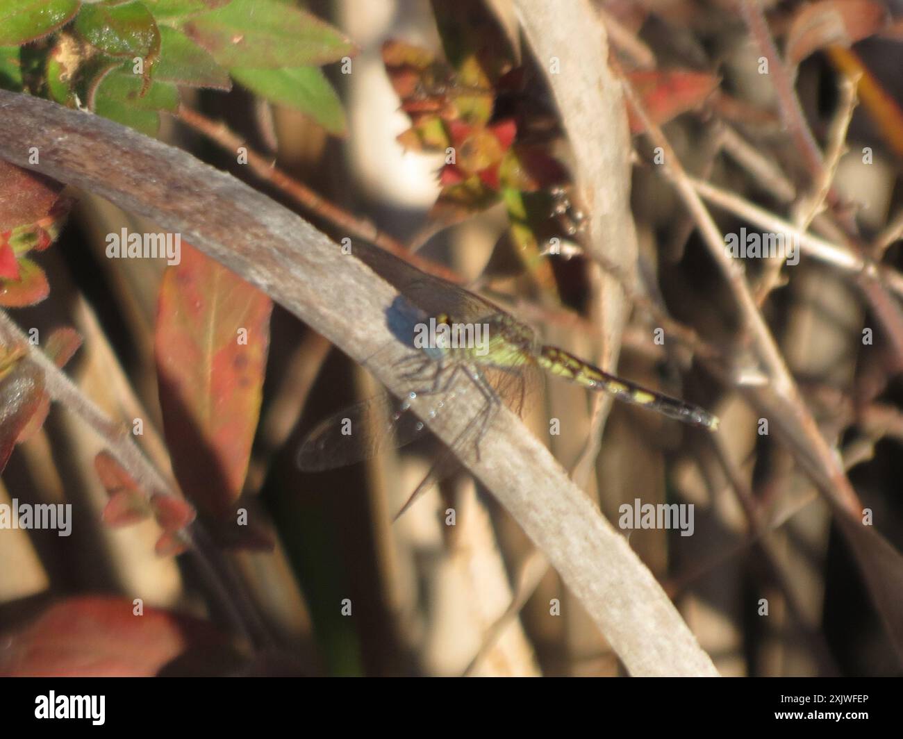 Little Blue Dragonlet (Erythrodiplax minuscula) Insecta Stockfoto