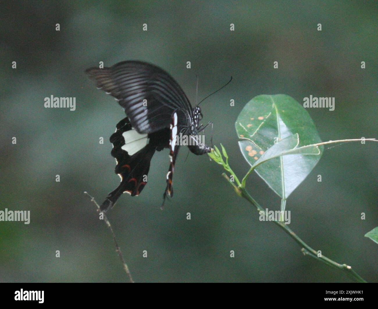 Rote Helen Schwalbenschwanz (Papilio helenus) Insecta Stockfoto