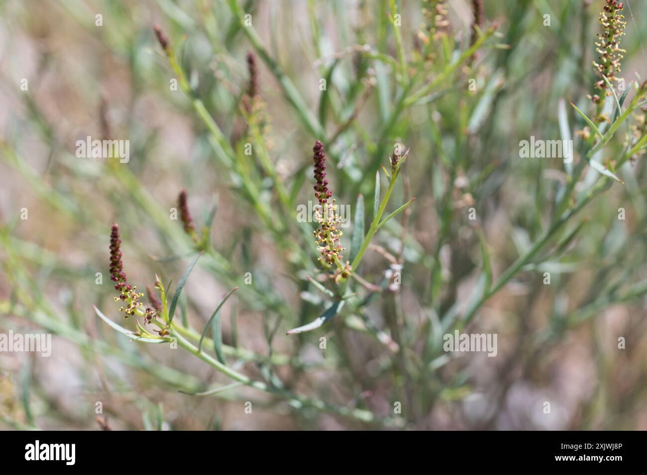 Schmalblättrige Stillingia (Stillingia linearifolia) Plantae Stockfoto