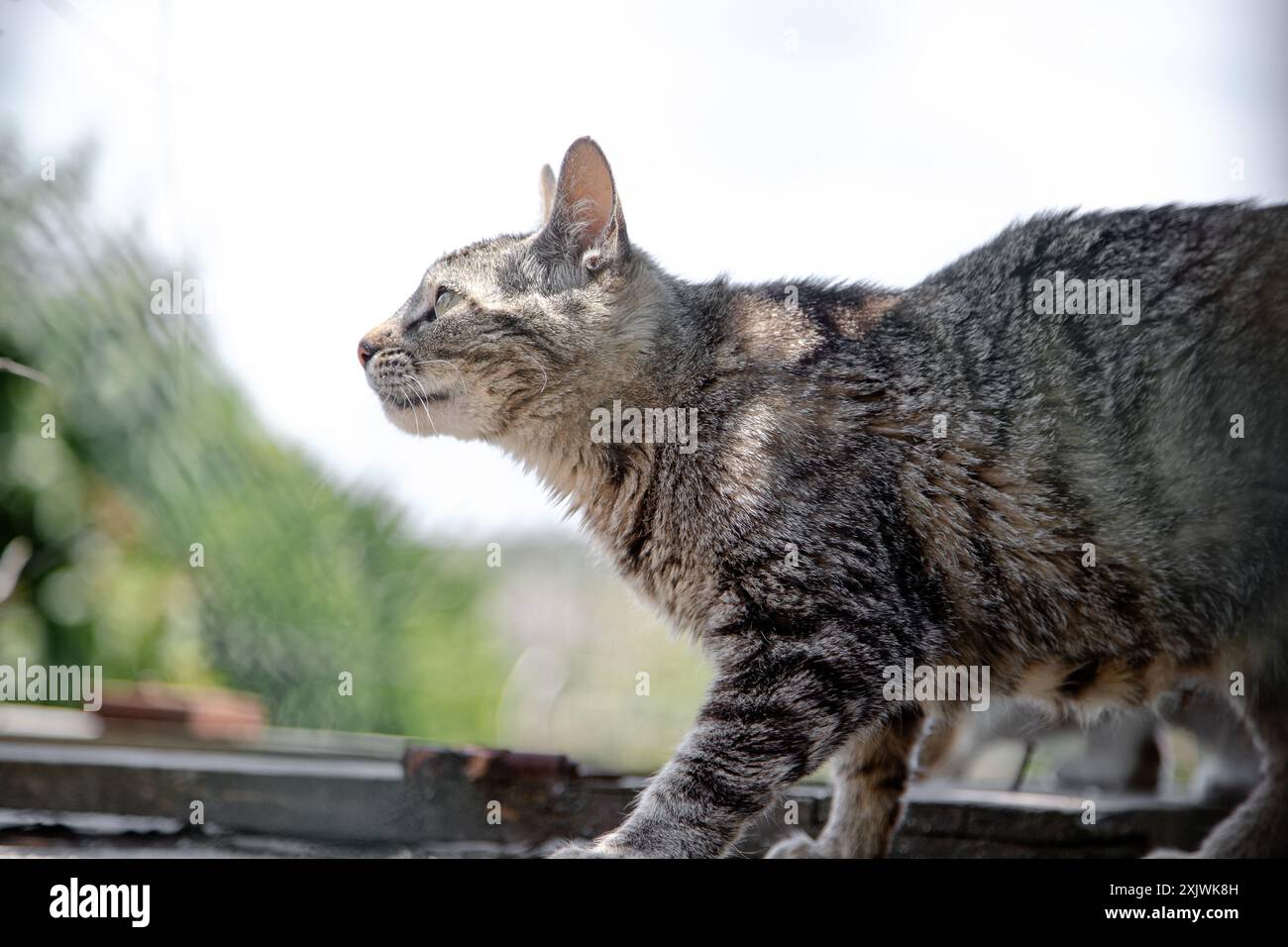 Eine Tabbykatze mit fokussiertem Blick bewegt sich anmutig draußen, ihr Fell wird durch das Sonnenlicht hervorgehoben. Stockfoto