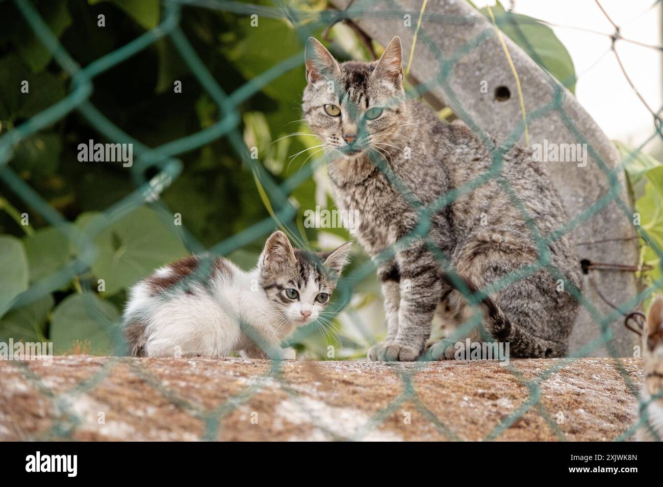 Eine Katzenmutter und ihr Kätzchen sitzen zusammen hinter einem Maschendrahtzaun, während der üppige grüne Hintergrund ihre wachsamen und neugierigen Ausdrücke hervorhebt Stockfoto