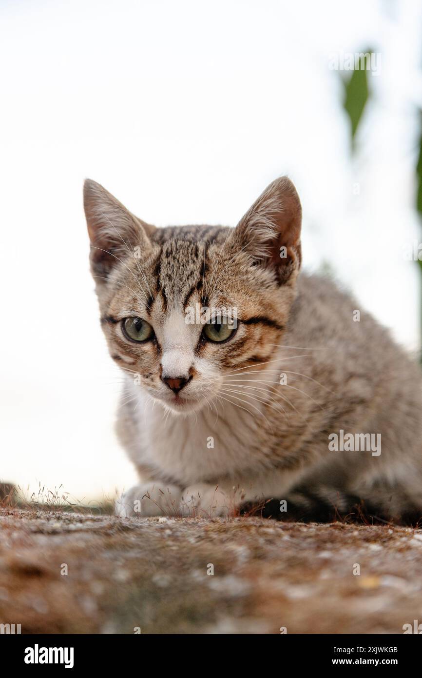 Nahaufnahme einer jungen Tabbykatze, ihre grünen Augen voller Neugier und Wachheit, sitzen draußen mit einem sanften Hintergrund aus Grün und Sonnenlicht. Stockfoto