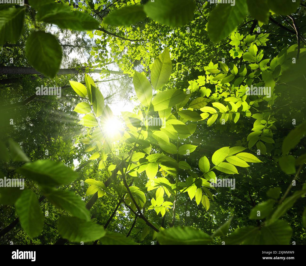 Frisches grünes Laub, das in Richtung der Sonne wächst. Würmerperspektive eines Walddachs mit einigen der nächsten Blätter in der Mitte und einigen, die den Schuss umrahmen Stockfoto