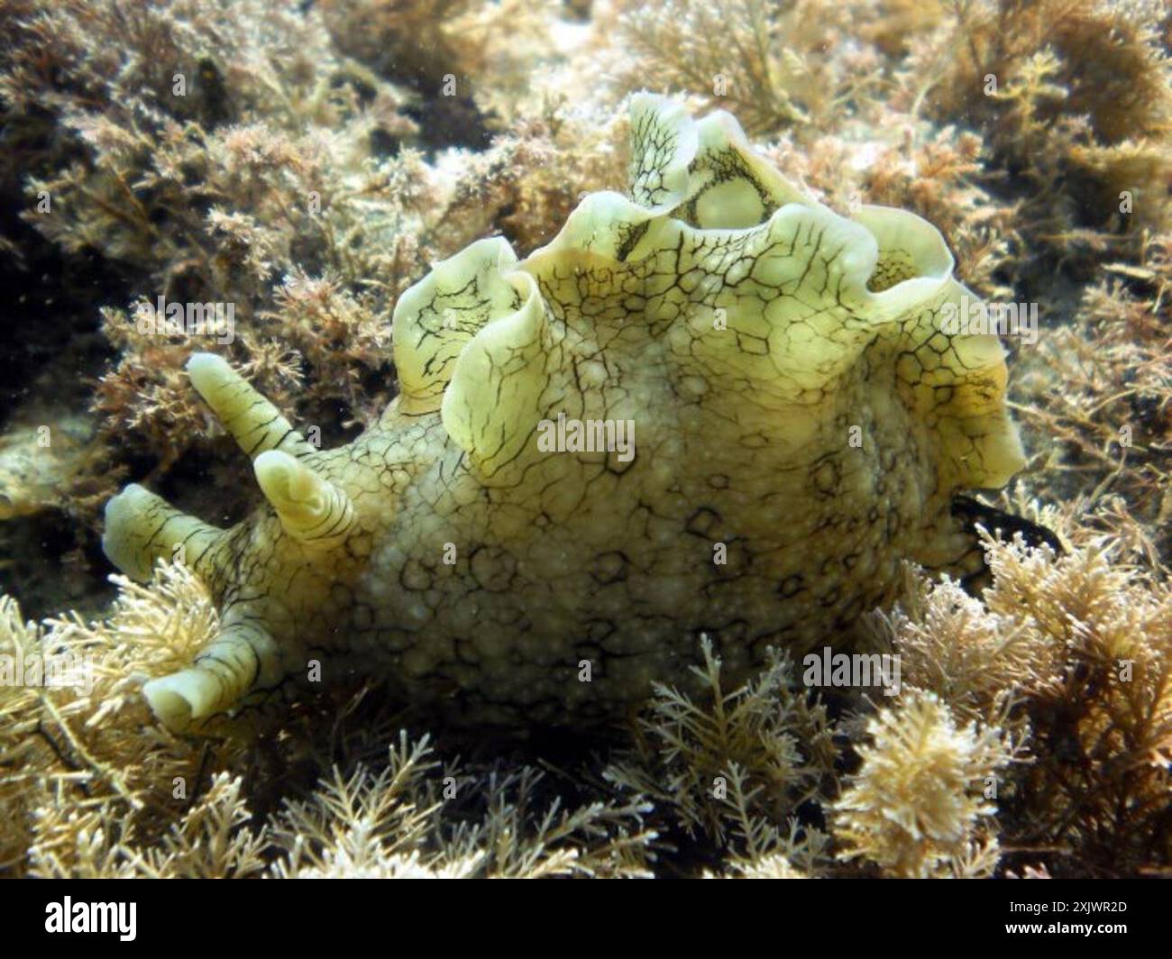 Weiß gesprenkelte Seahare (Aplysia argus) Mollusca Stockfoto