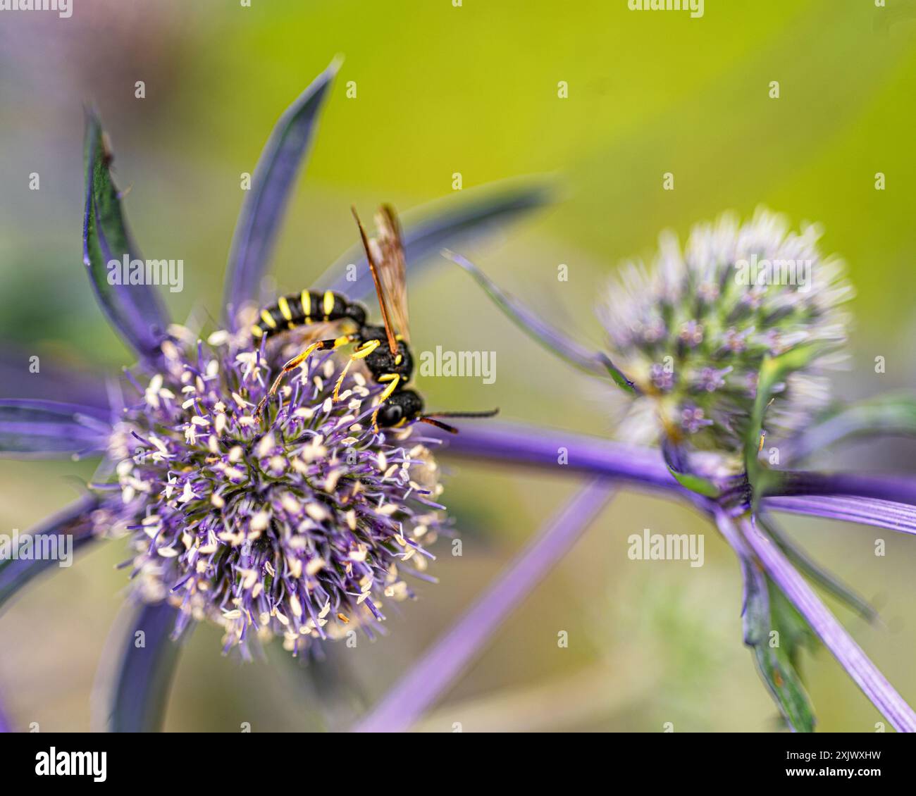 Schöne Sommerblume Nahaufnahme, Insekten in der Blüte, Pflanzenbestäubung, Hochsommer, Blütezeit, Blüten im Sommer Stockfoto