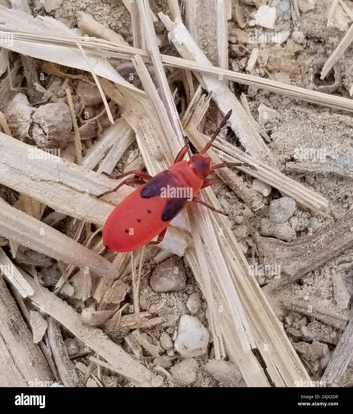 Mediterrane Rote Käfer (Scantius aegyptius) Insecta Stockfoto