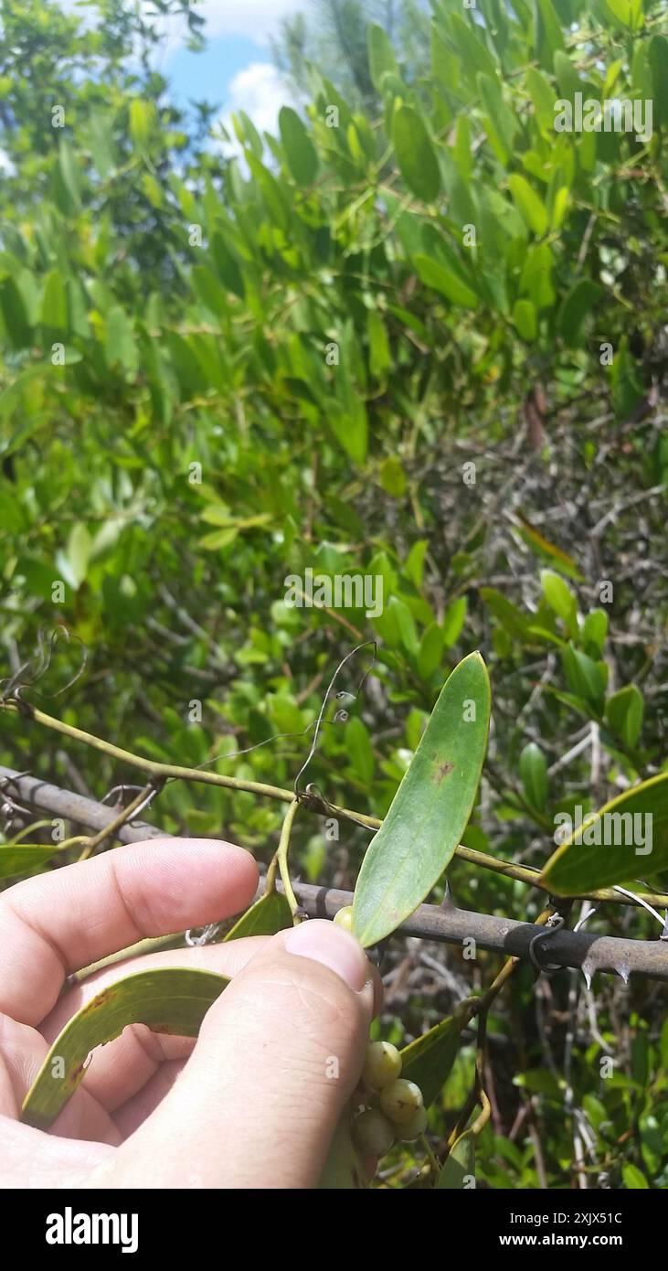 laurel-Blatt-greenbrier (Smilax laurifolia) Plantae Stockfoto
