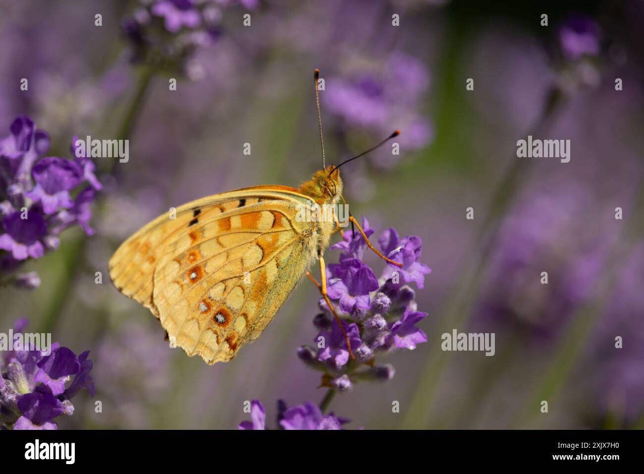 Schmetterlingsinsekt in der Natur. Naturinsektenfalter auf Lavendelblütenpflanze. Stockfoto