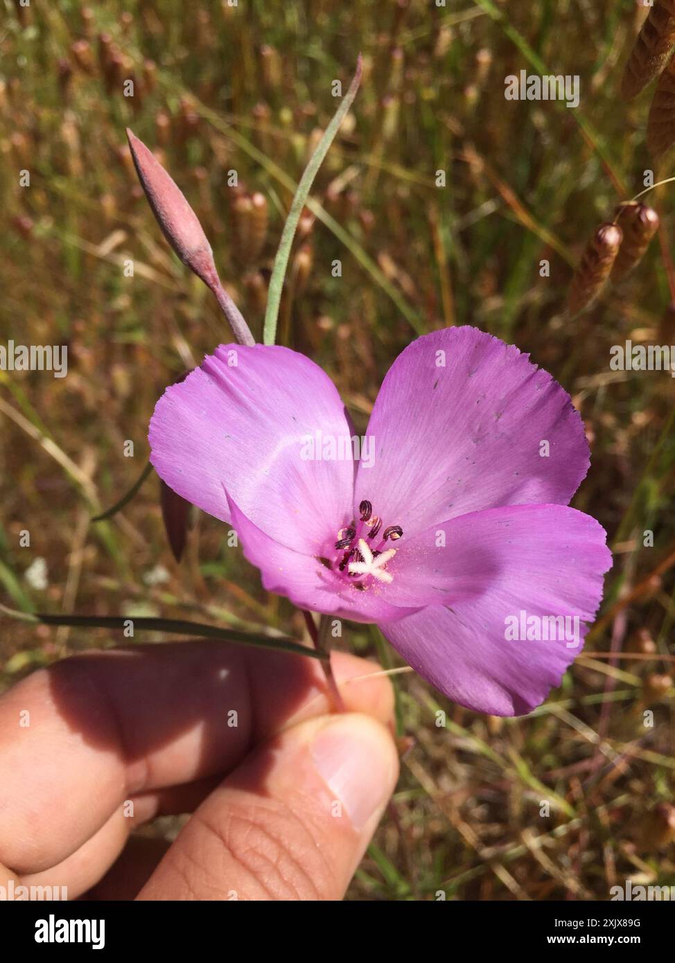 Sonoma Clarkia (Clarkia gracilis sonomensis) Plantae Stockfoto