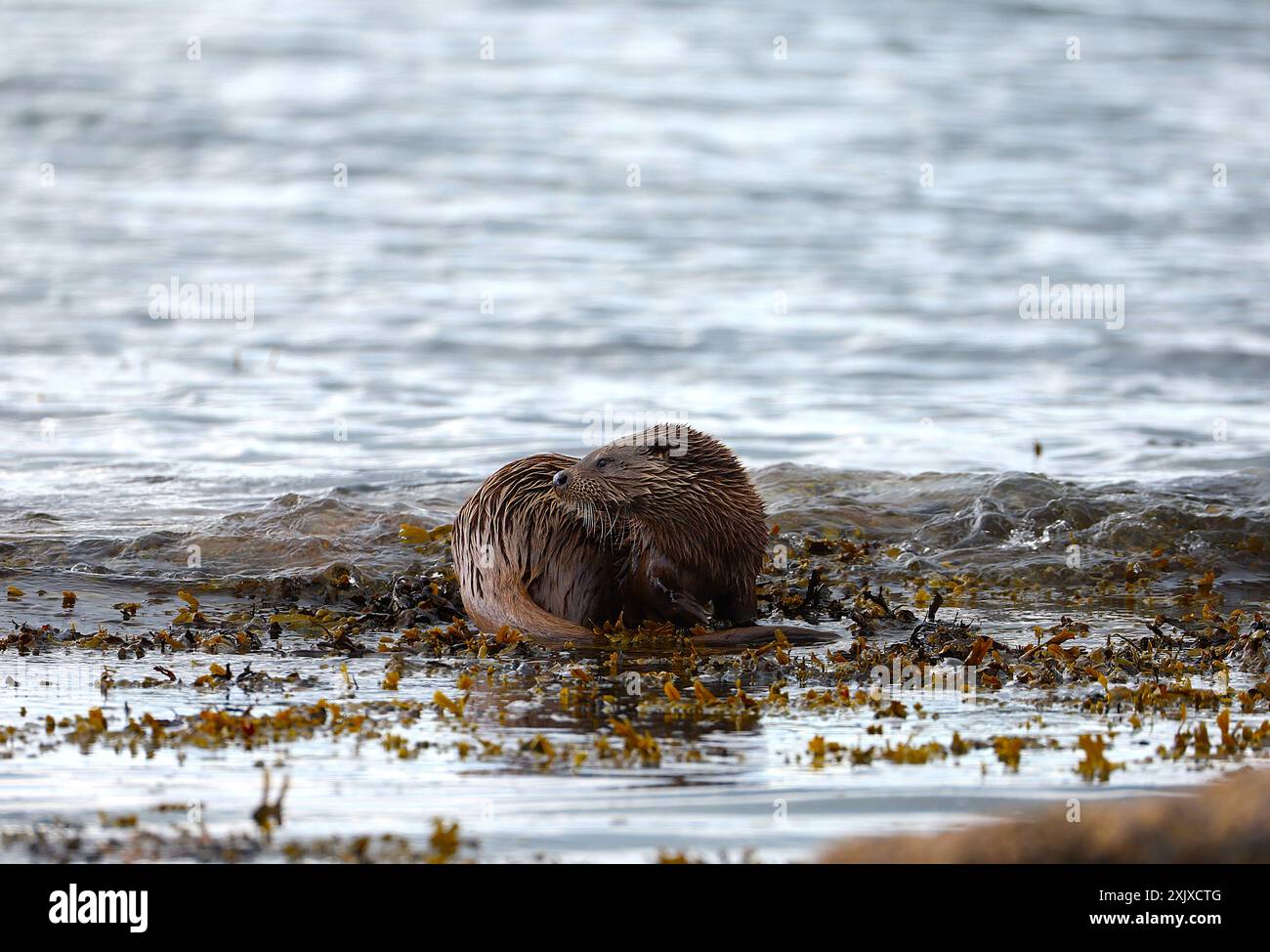 Eurasische Fischotter Stockfoto