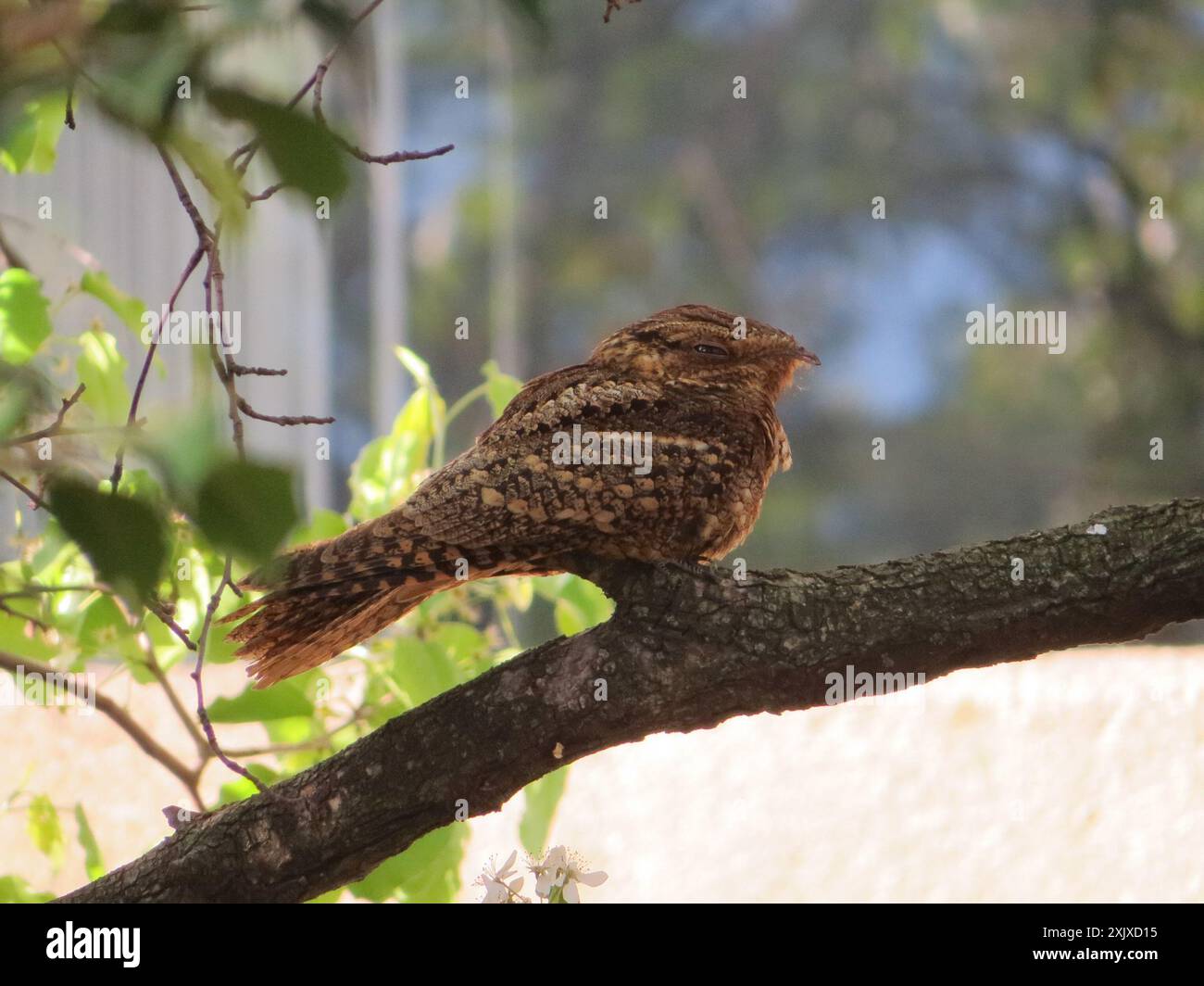 Chuck-will's-Witwe (Antrostomus carolinensis) Aves Stockfoto