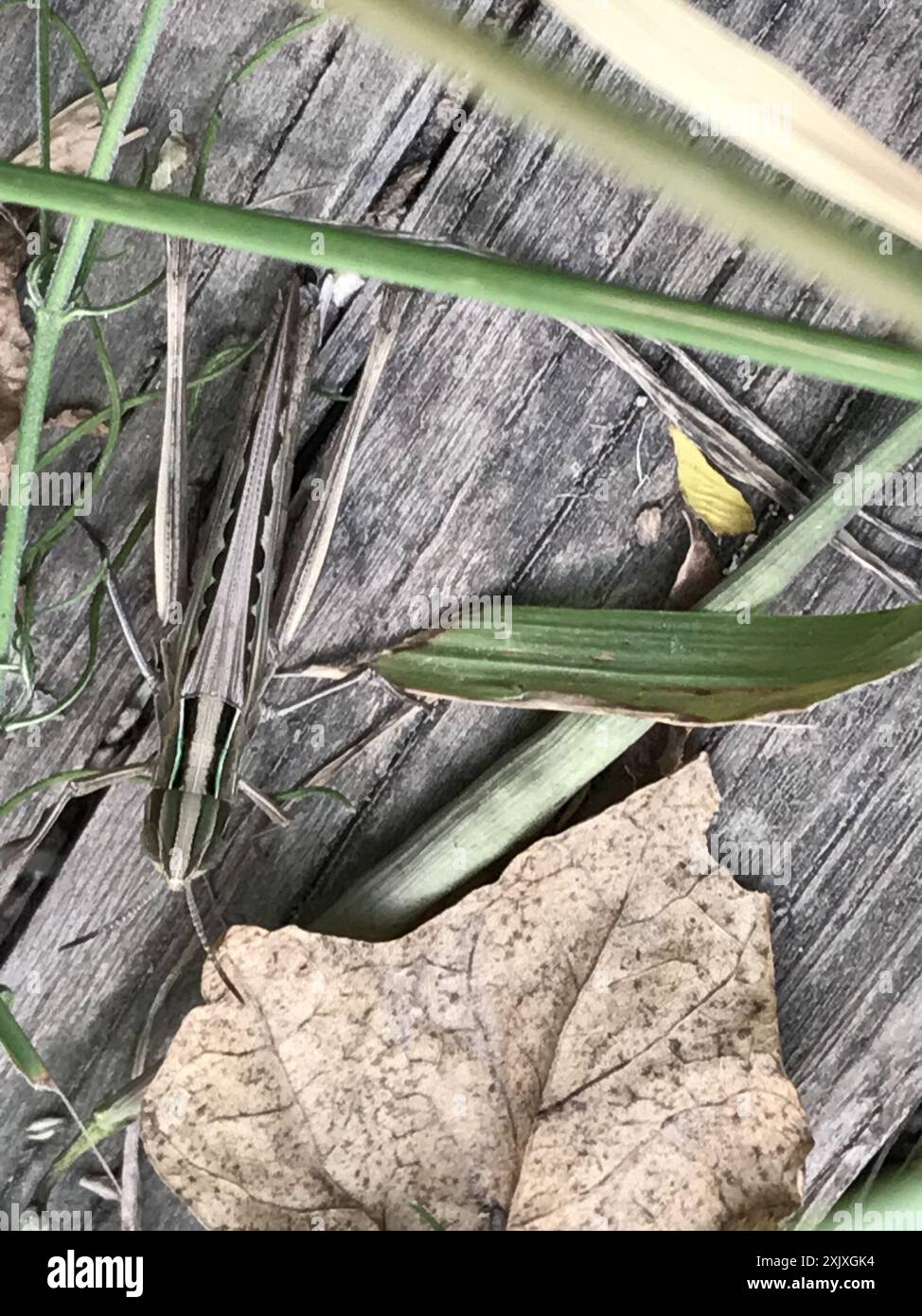 Bewundernswerte Grasshopper (Syrbula admirabilis) Insecta Stockfoto