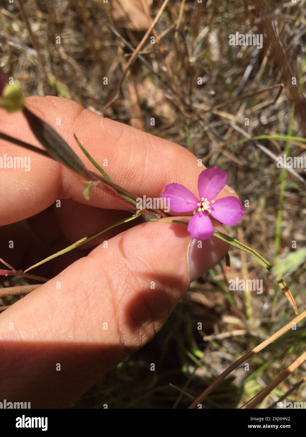 Schlanke Clarkia (Clarkia gracilis) Plantae Stockfoto