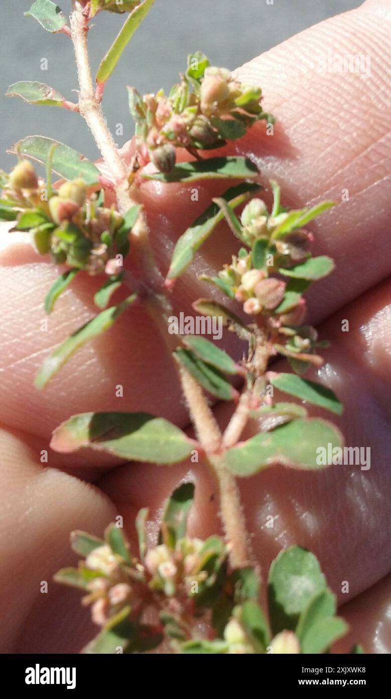 Fleckenspurge (Euphorbia maculata) Plantae Stockfoto