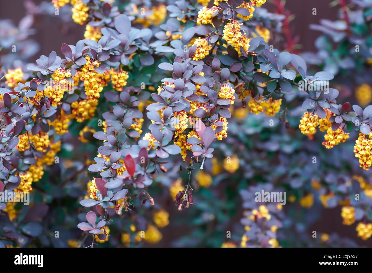 Berberis thunbergii, japanische oder rote barbeergelbe Blüten im Frühling. Die Blüte von Thunbergs Barbeere. Stockfoto