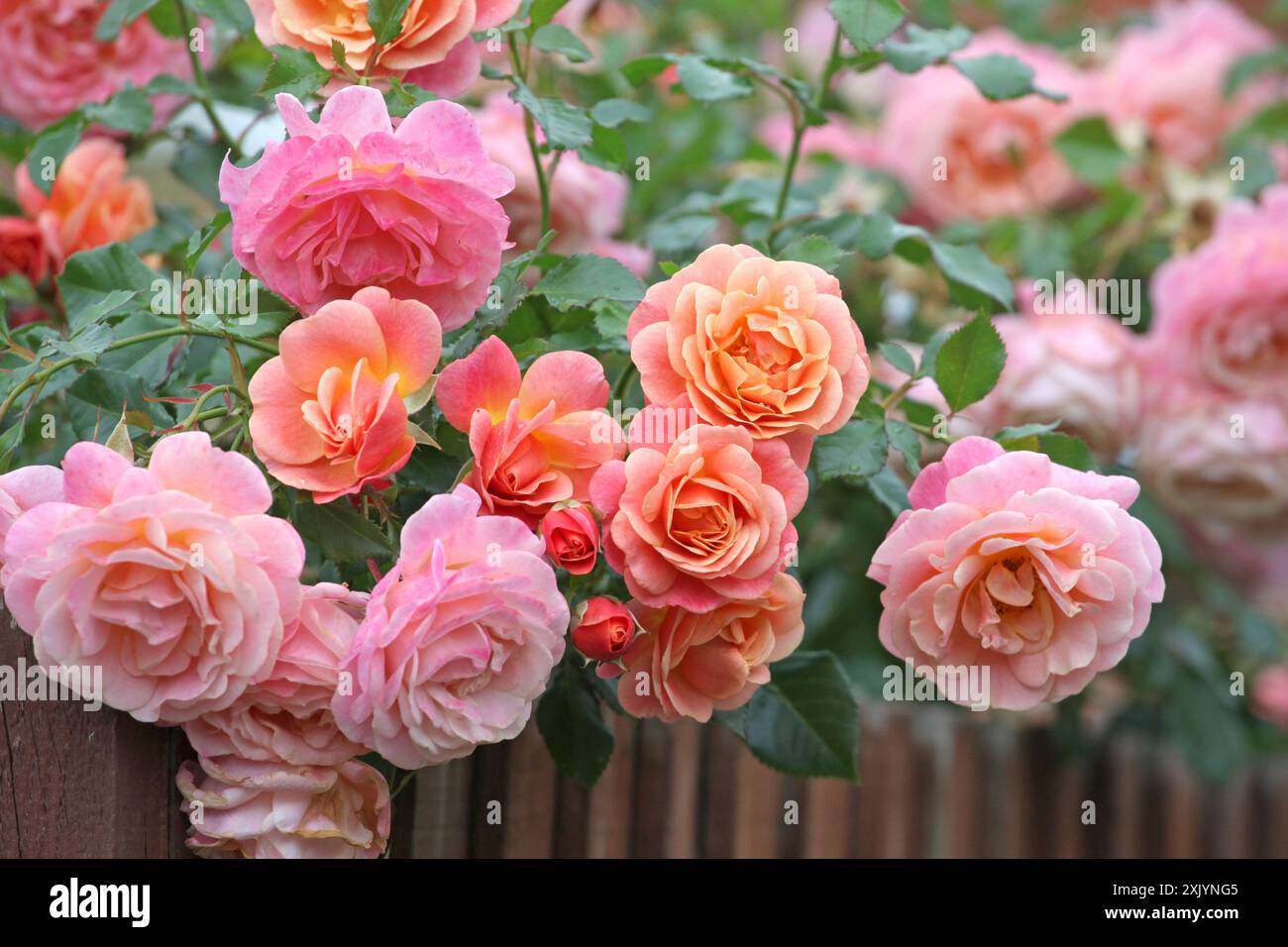 Pfirsichrosa und aprikosenrosa Kletterrose, rosa „Peach Melba“, in Blüte. Stockfoto