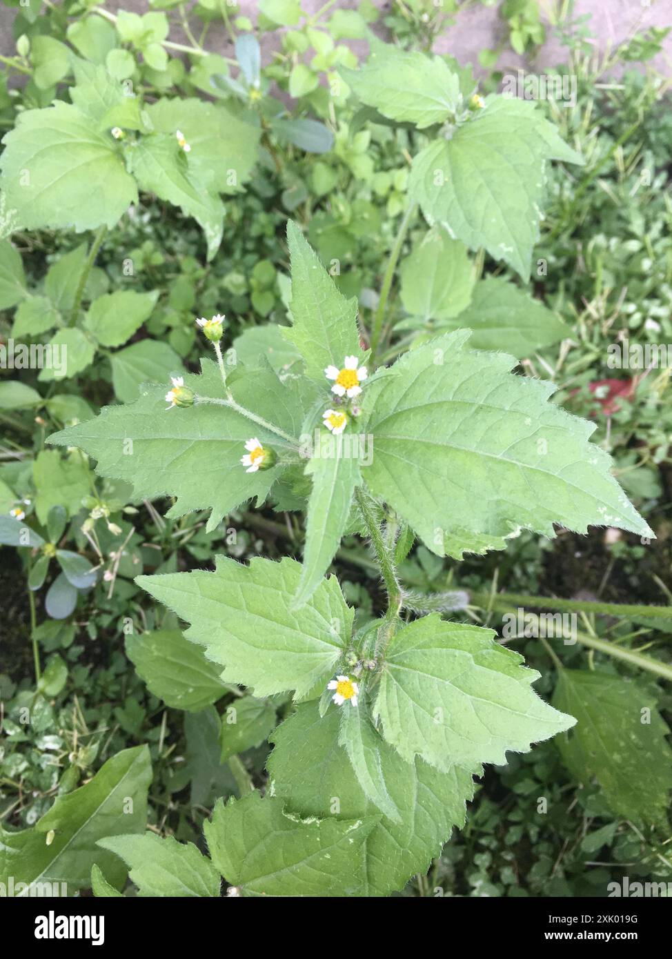 shaggy Soldat (Galinsoga quadriradiata) Plantae Stockfoto