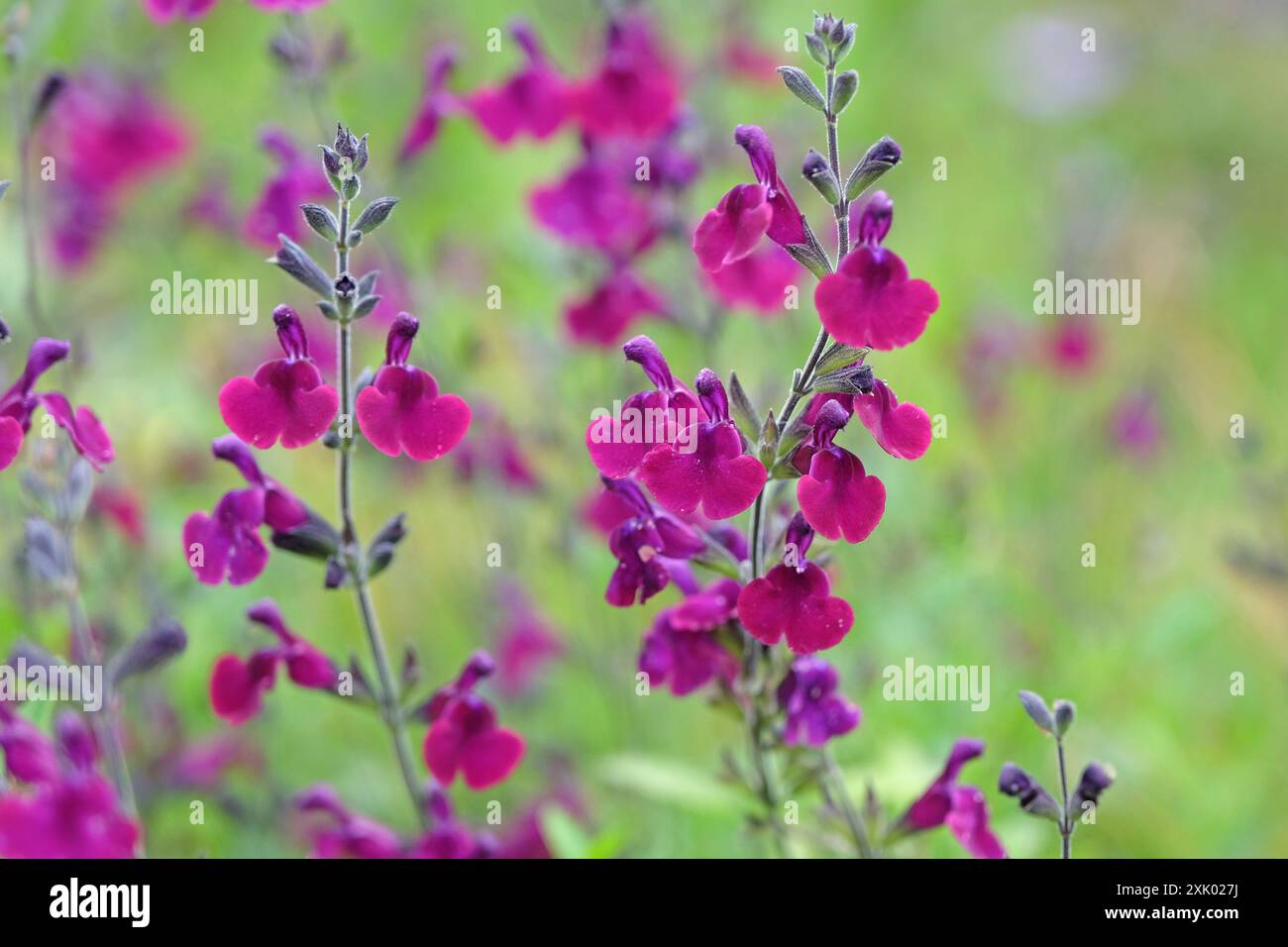 Tiefvioletter Salbei „Nachtvlinder“ in Blüte. Stockfoto