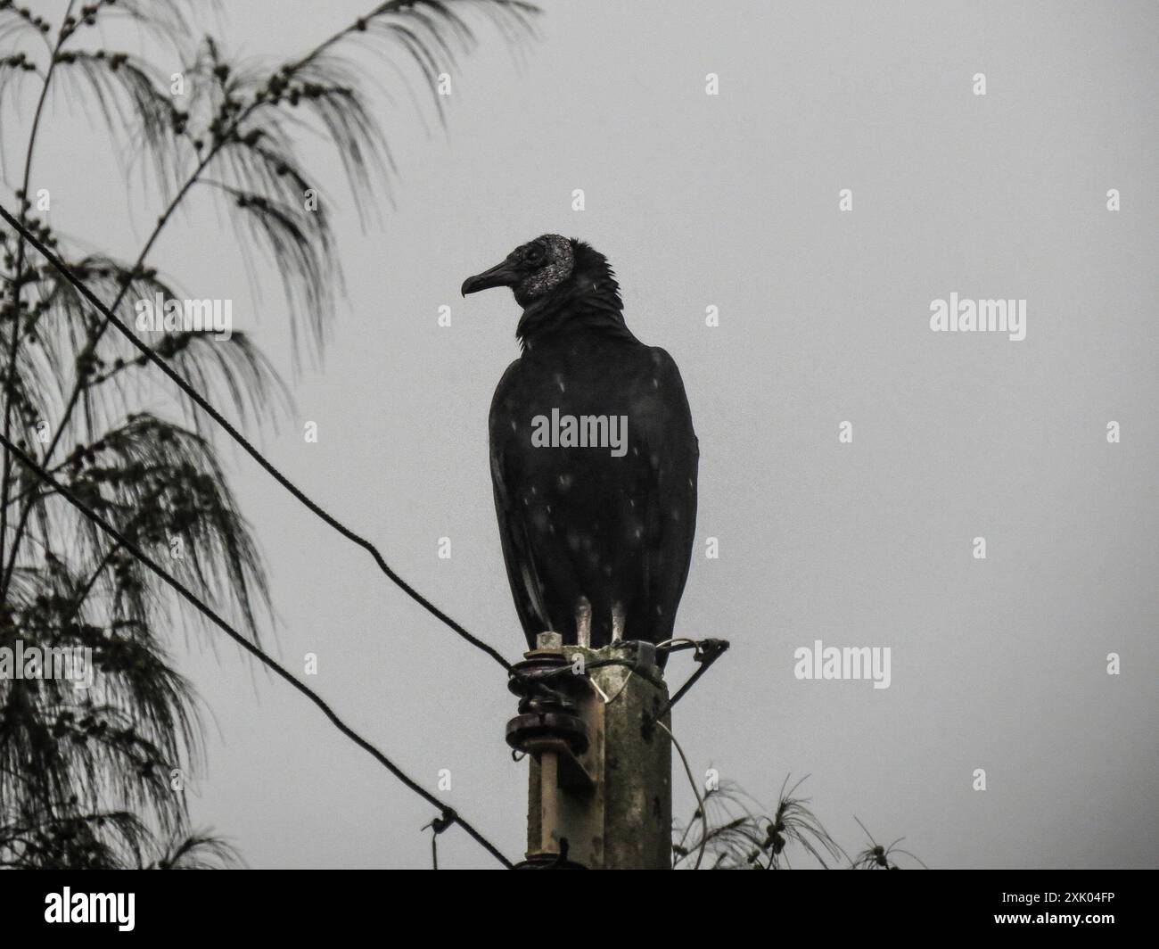 Neotropischer Schwarzgeier (Coragyps atratus brasiliensis) Aves Stockfoto