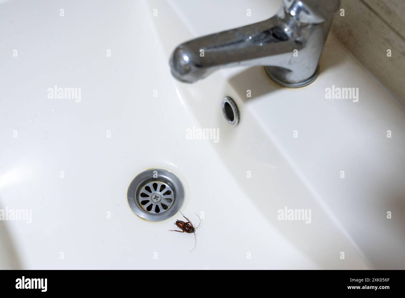 Kakerlake im Waschbecken, Kontrast von Sauberkeit und etwas ekelhaftes Stockfoto