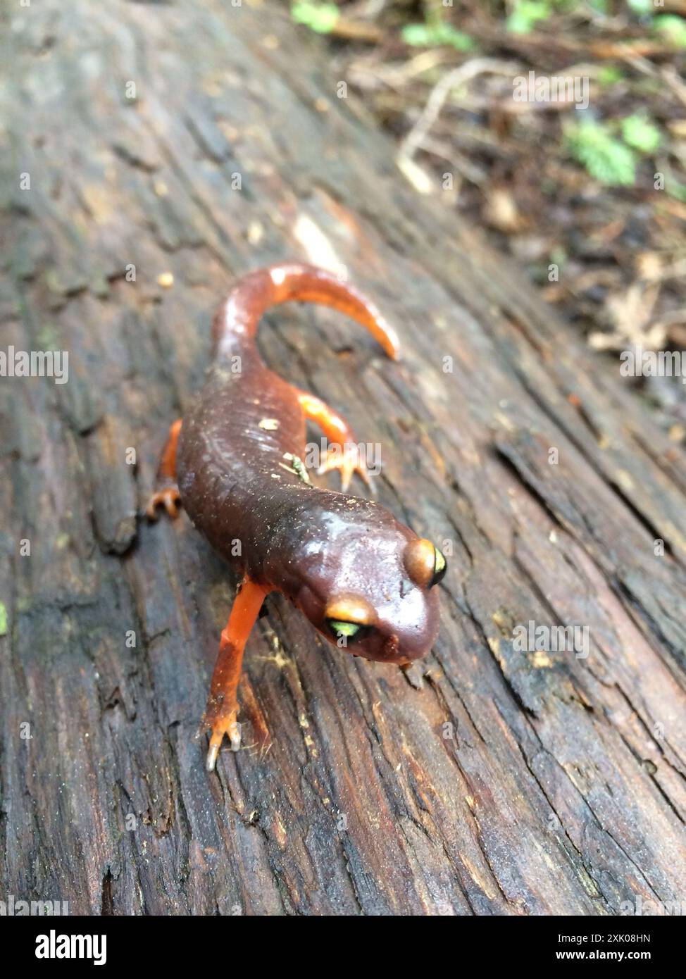 Gelbäugige Ensatina (Ensatina eschscholtzii xanthoptica) Amphibia Stockfoto