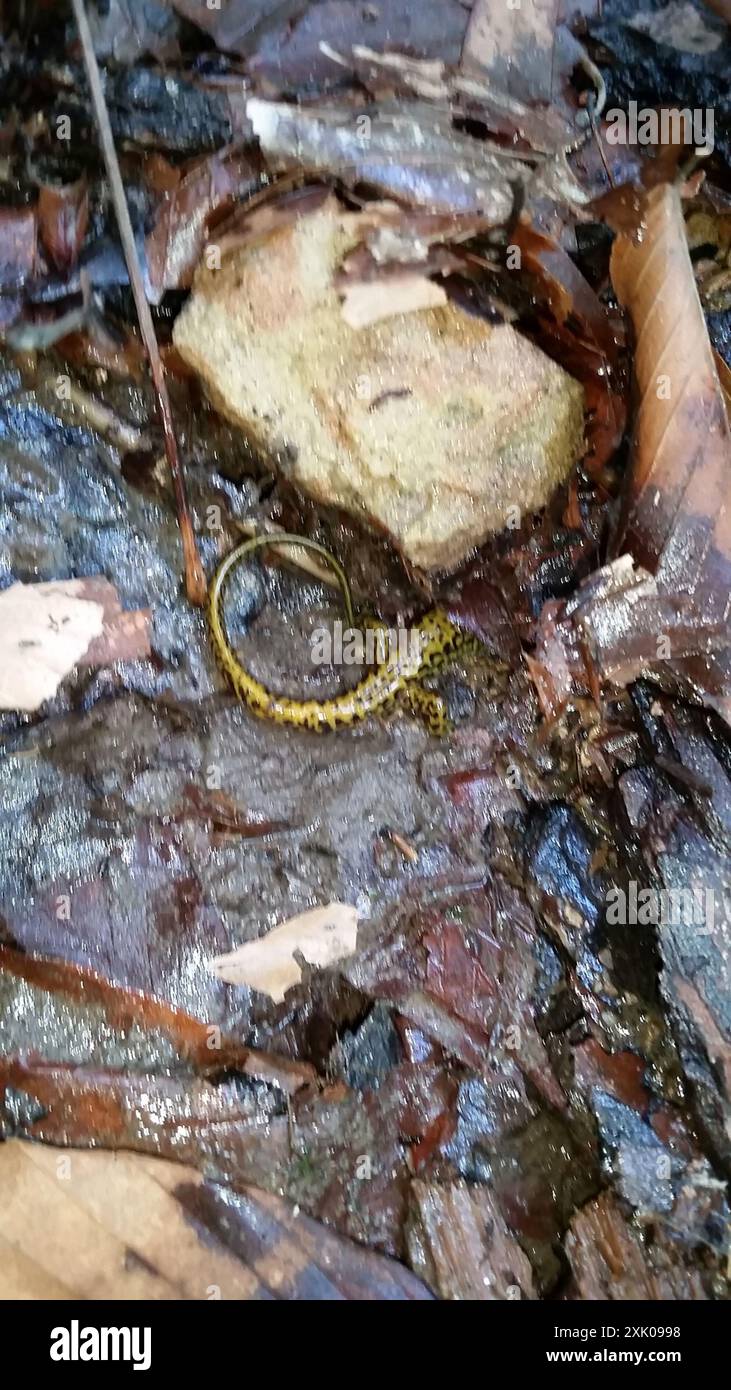 Langschwanzsalamander (Eurycea longicauda) Amphibia Stockfoto