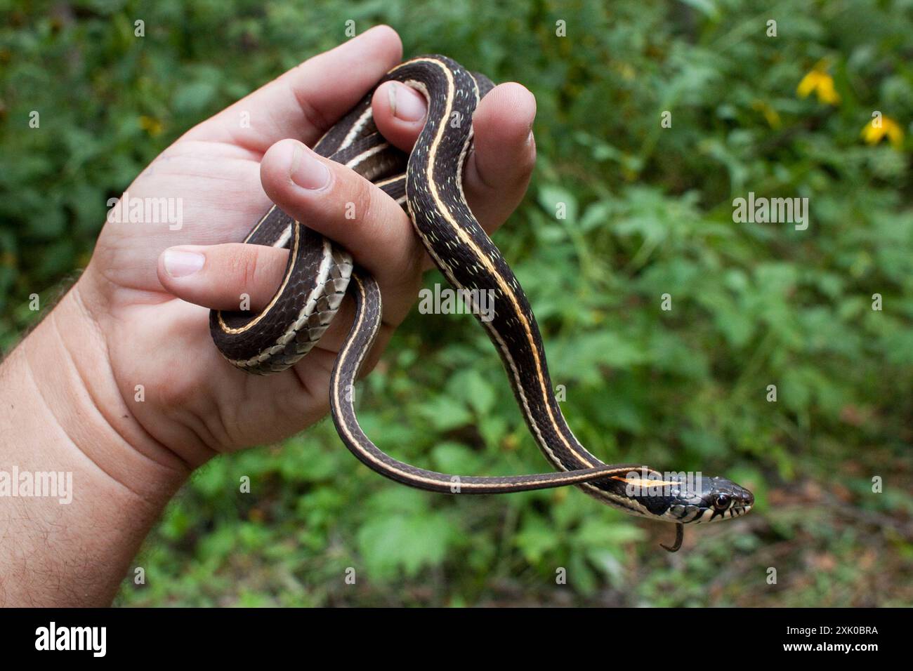 Schwarzhalsstrumpfschlange (Thamnophis cyrtopsis) Reptilia Stockfoto