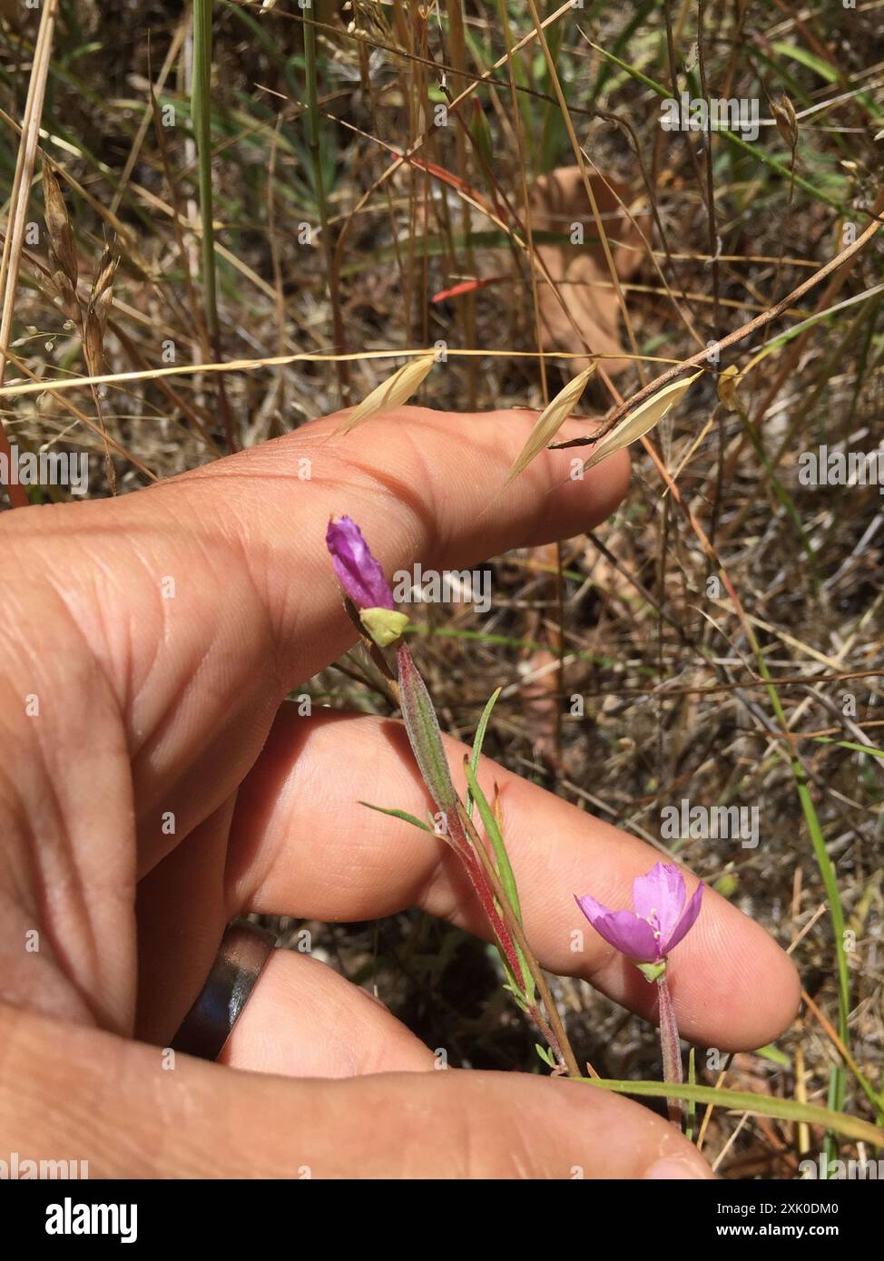 Schlanke Clarkia (Clarkia gracilis) Plantae Stockfoto