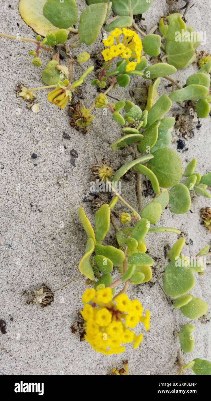 Gelbsand Verbene (Abronia latifolia) Plantae Stockfoto