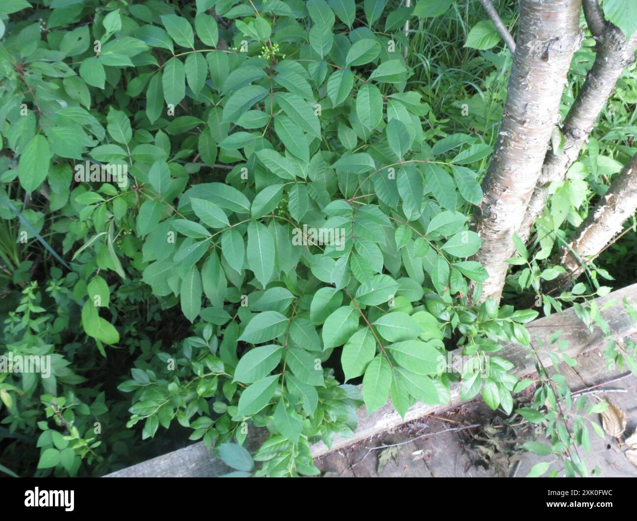 Poison Sumac (Toxicodendron vernix) Plantae Stockfoto