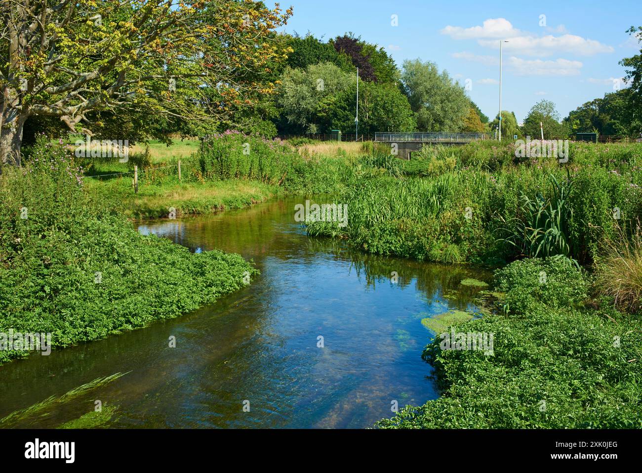 Der Fluss Bulbourne bei Hemel Hempstead, Hertfordshire, Großbritannien, ist der Standort eines aktuellen Flussrestaurierungsprojekts Stockfoto