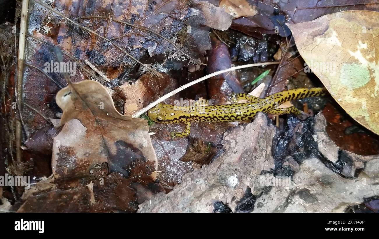 Langschwanzsalamander (Eurycea longicauda) Amphibia Stockfoto