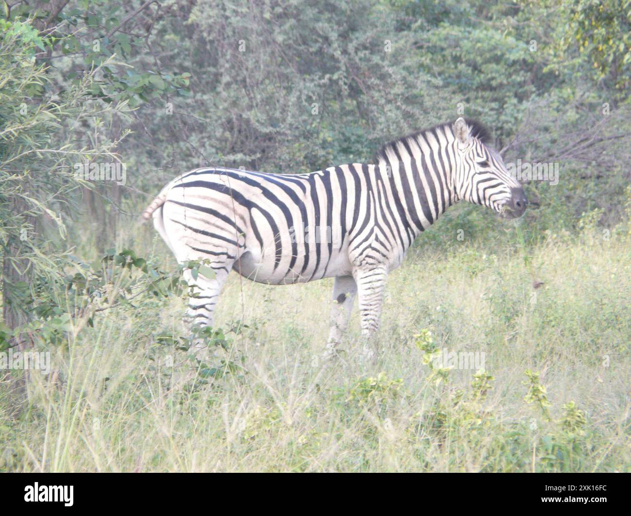 Chapman's Zebra (Equus quagga chapmani) Mammalia Stockfoto