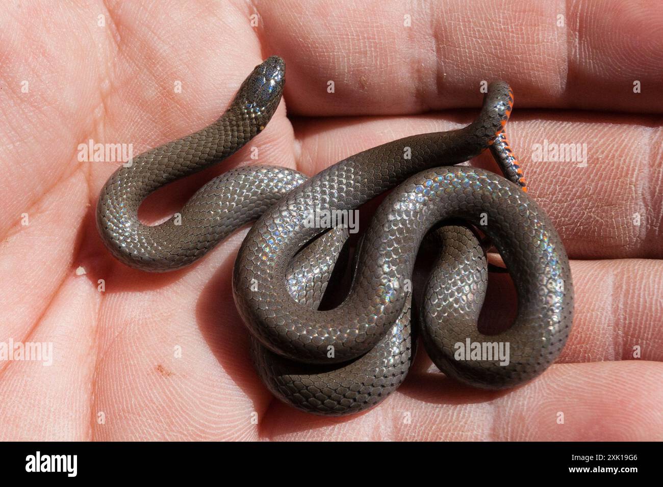 Regale Ringneck Schlange (Diadophis punctatus regalis) Reptilia Stockfoto