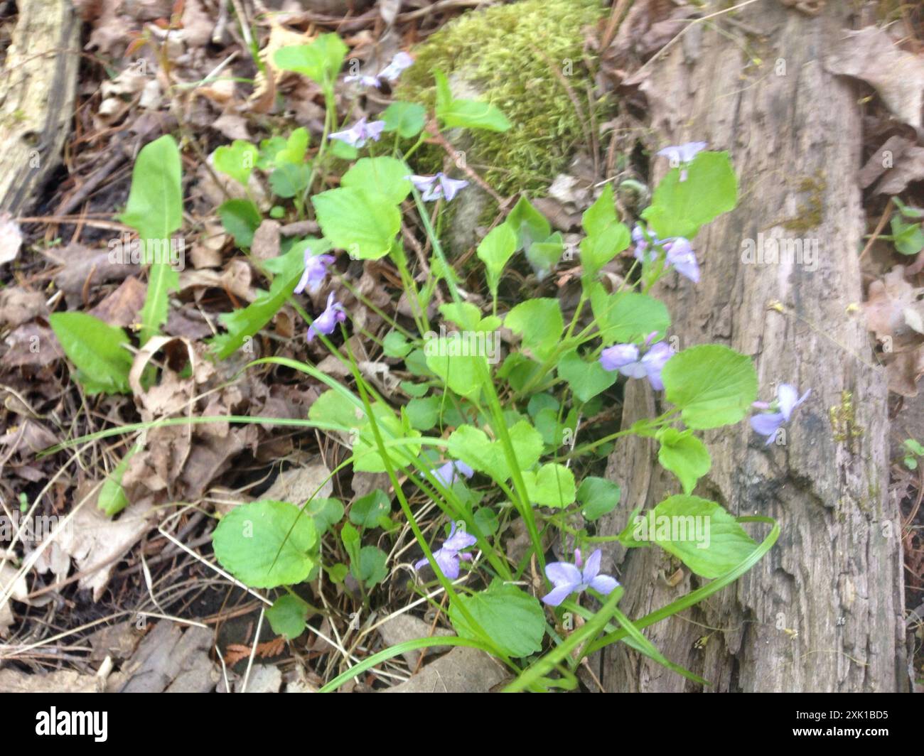 Labrador Violet (Viola labradorica) Plantae Stockfoto