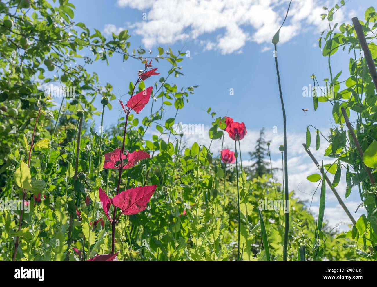 Unteransicht von Kräutern und Blumen vor einem blauen Himmel mit weißen Wolken Stockfoto