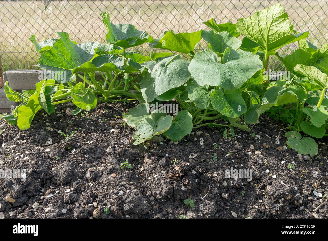 Komposthaufen im Garten mit Kürbispflanzen Stockfoto