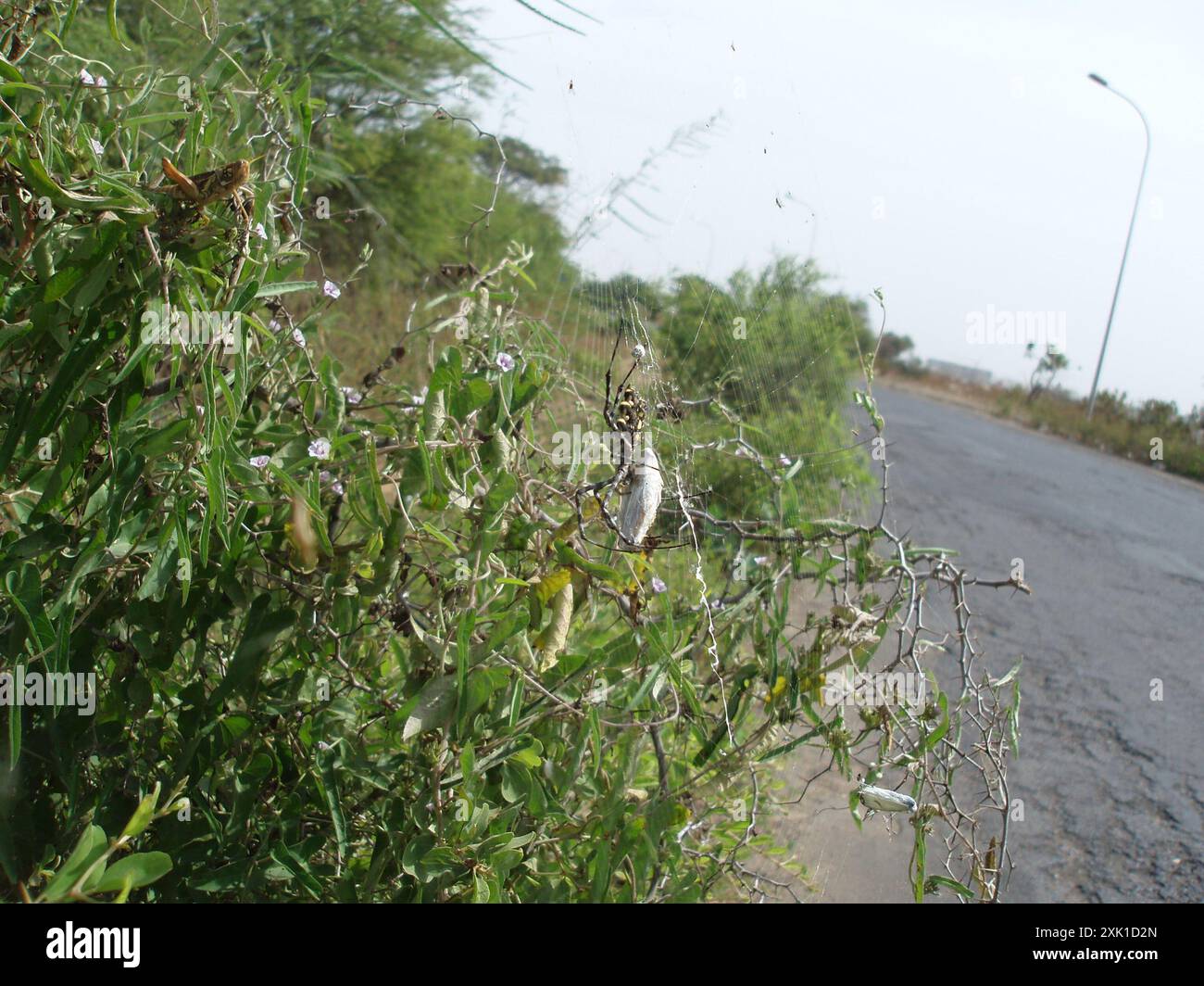 Common Garden Orbweb Spider (Argiope australis) Arachnida Stockfoto