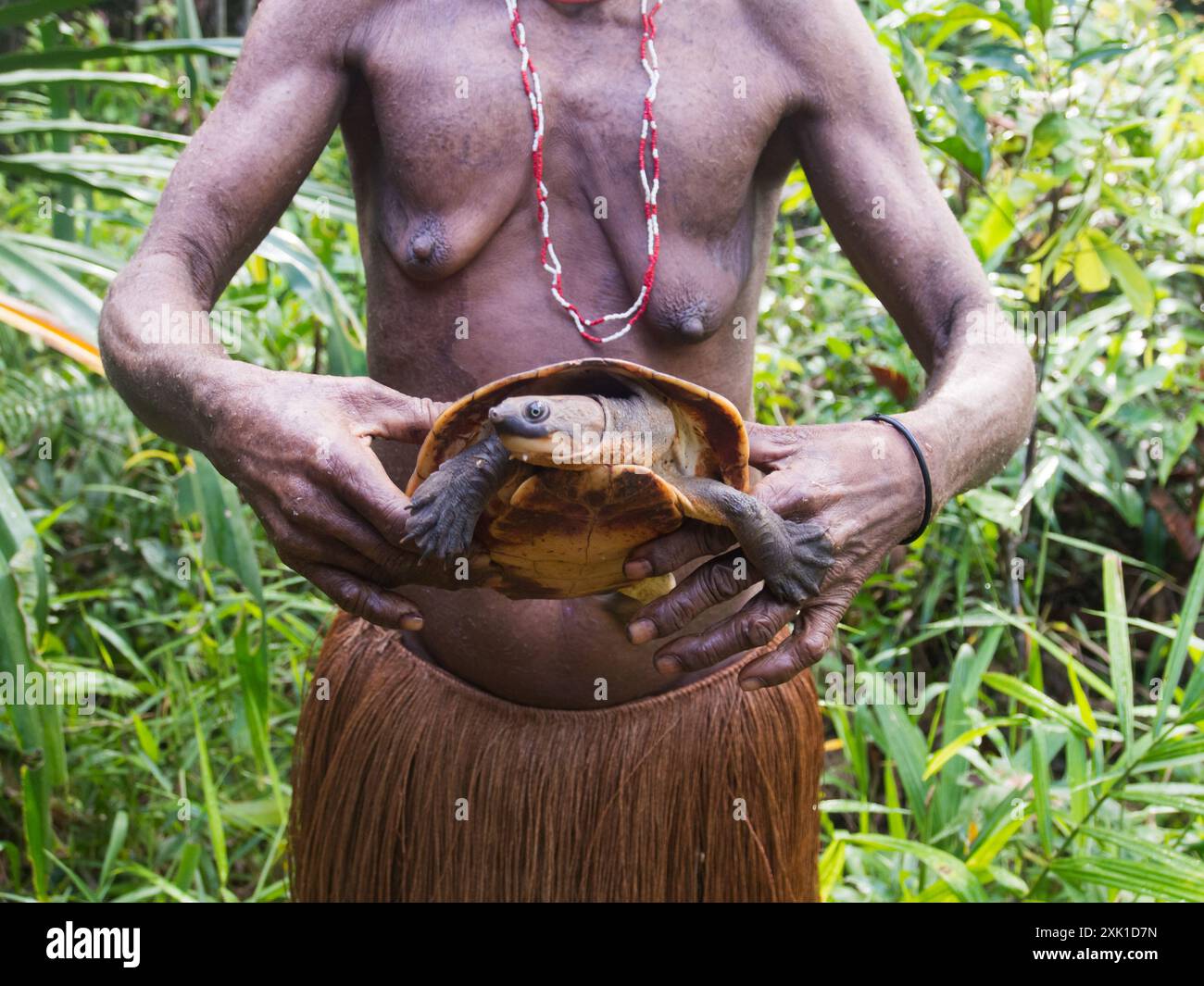 Wilde Schildkröte, gefangen im Dschungel. Expedition zum Stamm der Korowai - Baummenschen. West Papua, Indonesien, Asien Stockfoto