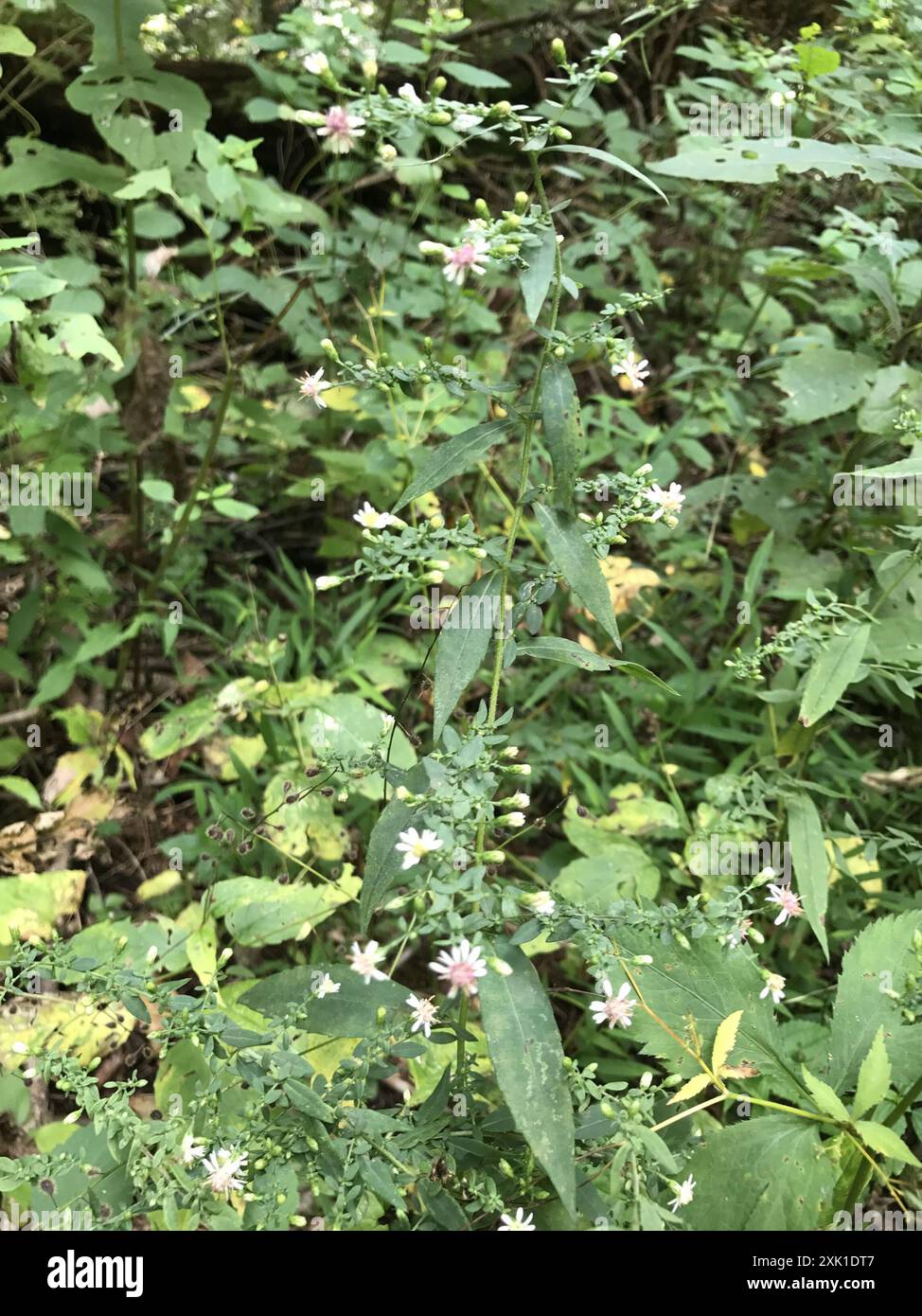 calico Aster (Symphyotrichum lateriflorum) Plantae Stockfoto