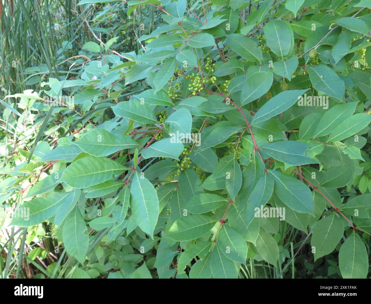 Poison Sumac (Toxicodendron vernix) Plantae Stockfoto