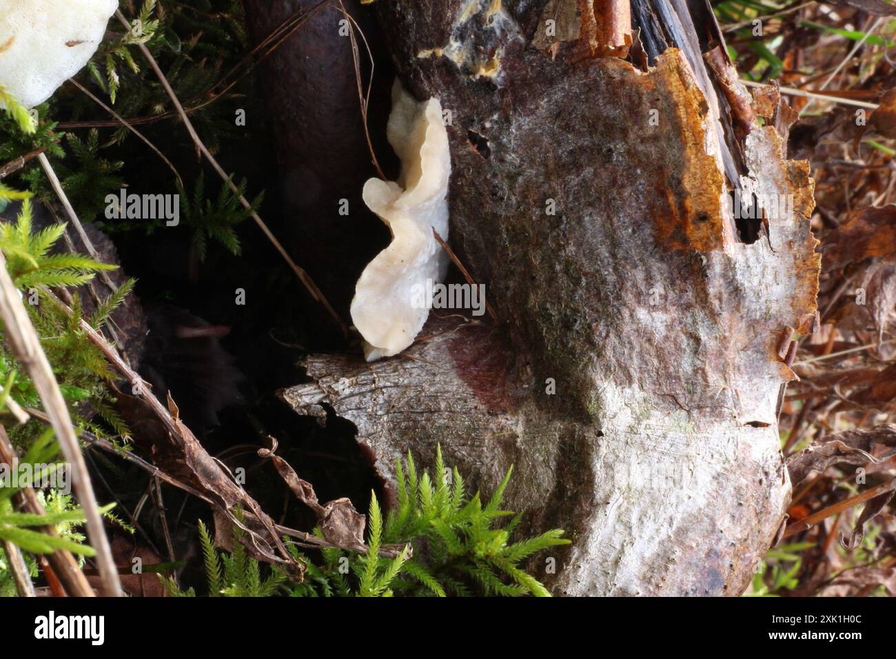 Pilze aus Polyporen (Tyromyces chioneus) des Weißkäses Stockfoto