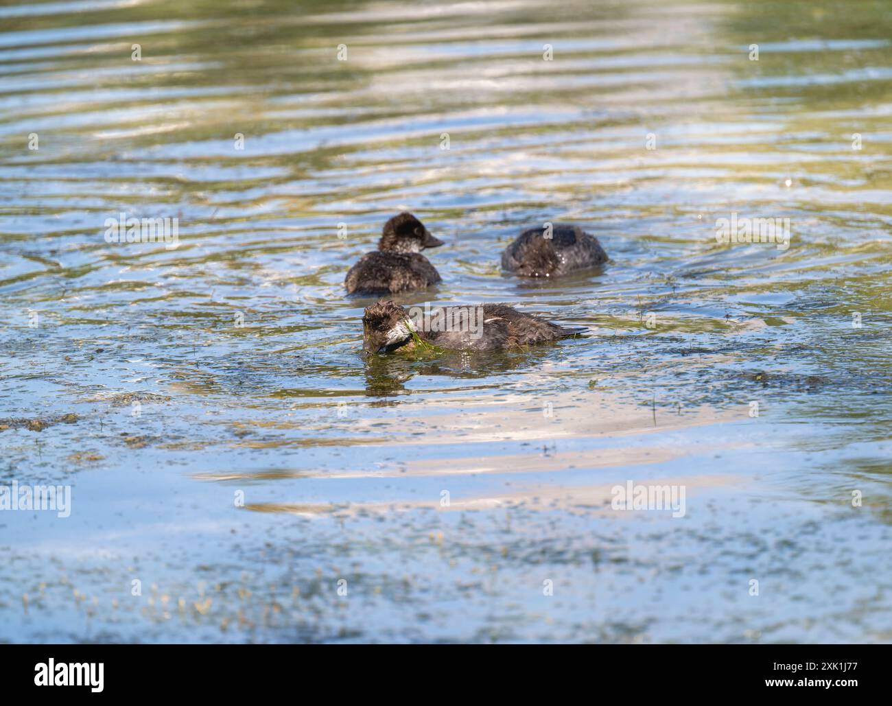 Drei unreife Barrow's Goldeneye (Bucephala islandica) ernähren sich in einem Wyoming Pond; unter der Oberfläche sind grüne Algen sichtbar. Die Enten sind meistens Stockfoto