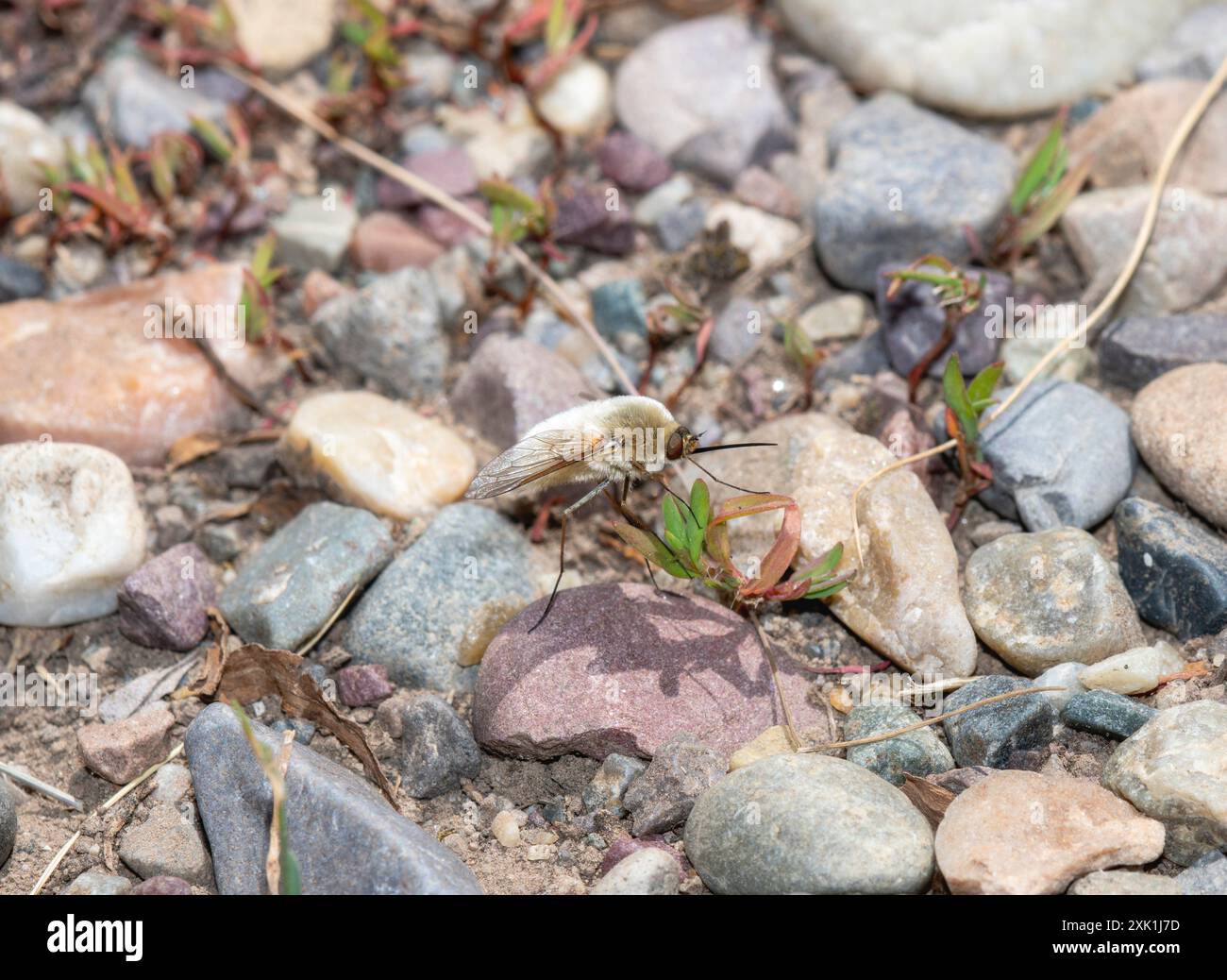 Eine Bienenfliege des Stammes Bombyliini liegt auf einem kleinen Kiesel in einer felsigen, trockenen Umgebung. Die Fliege hat einen weiß-braunen Körper und lange, schlanke Beine. Stockfoto
