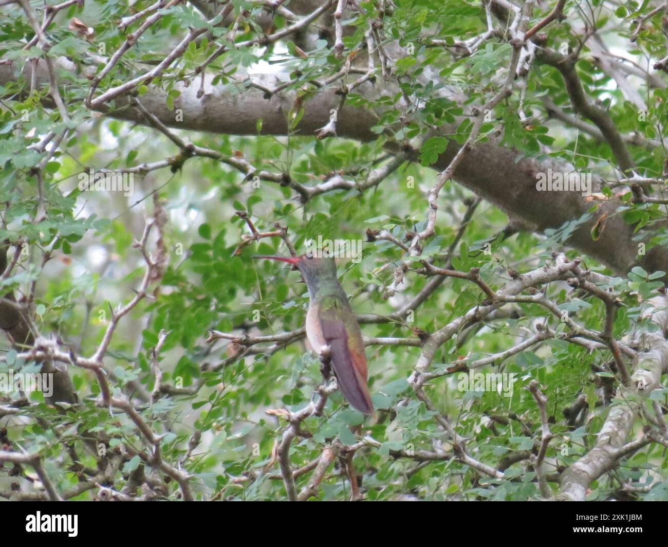 Buff-bauchige Kolibri (Amazilia yucatanensis) Aves Stockfoto