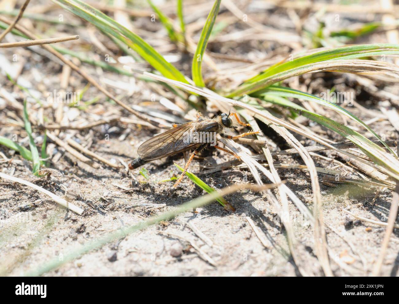 Eine Räuberfliege der Gattung Stenopogon thront auf dem Boden; getarnt von trockenem Gras und Schmutz; auf einem Feld in Wyoming. Es ist ein heller, sonniger Tag Stockfoto