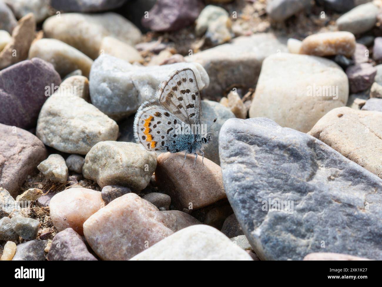 Auf einem glatten, grauen Kieselstein liegt ein Schmetterling mit orangefarbenen Markierungen. Der Schmetterling hat seine Flügel c Stockfoto