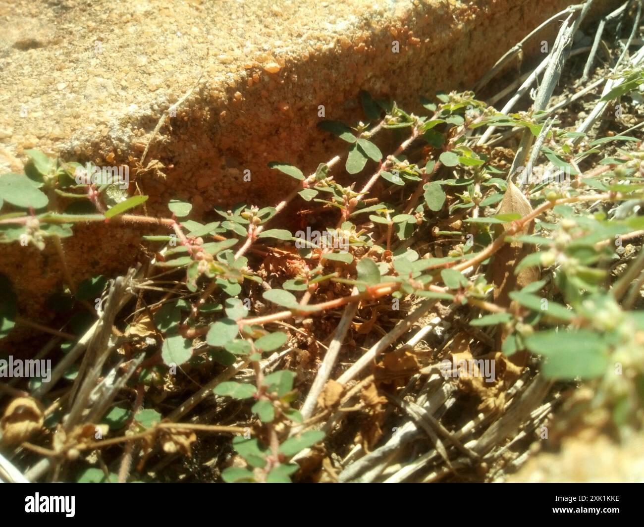 Fleckenspurge (Euphorbia maculata) Plantae Stockfoto