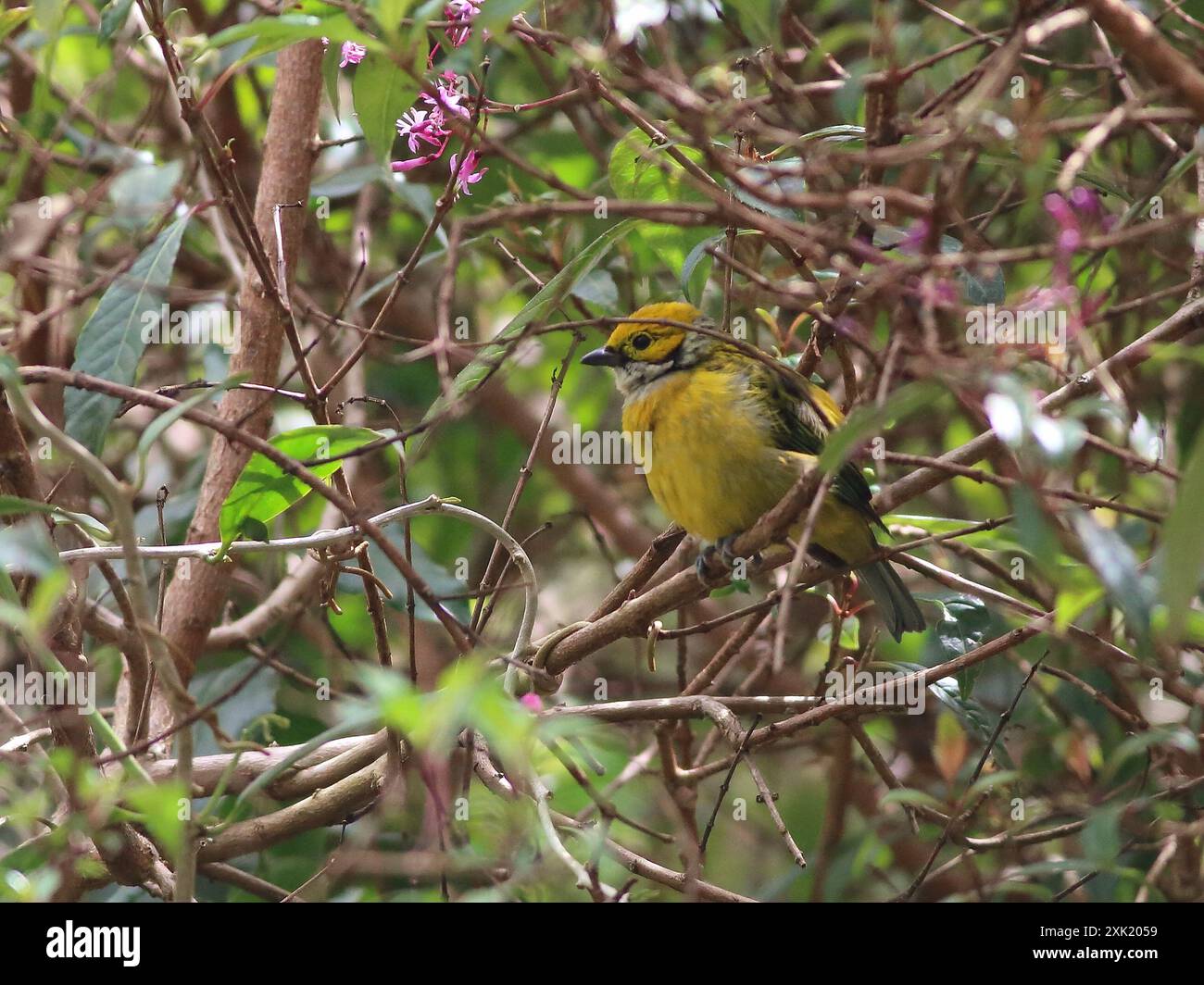 Silverthroated Tanager (Tangara icterocephala) Aves Stockfoto